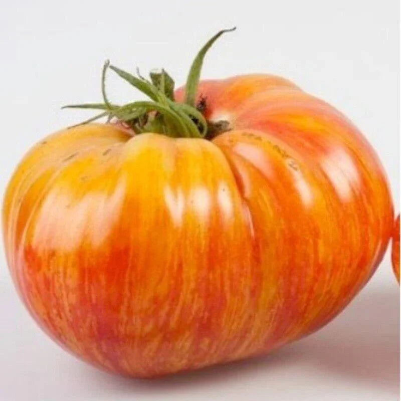 50 Rainbow Beefsteak Tomato Seeds - Seed World