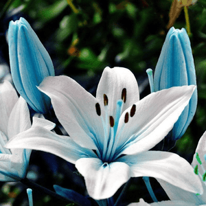 50 Rare Blue Lily Plant Seeds - Seed World