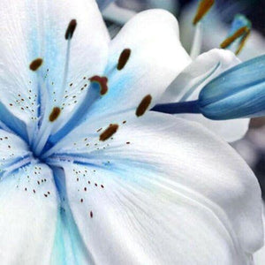50 Rare Blue Lily Plant Seeds - Seed World