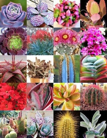 50 Rare Color Succulent Mix Exotic Cactus Seeds - Seed World