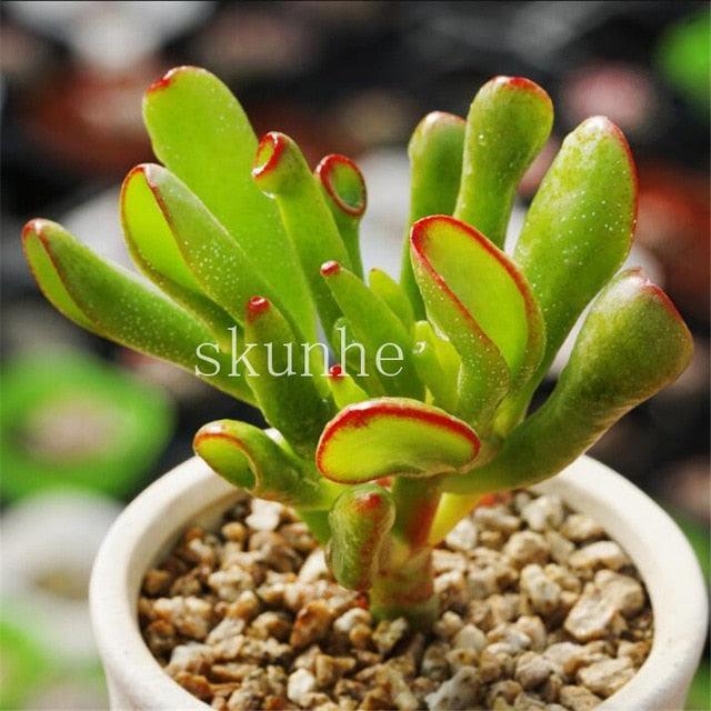 50 Rare Mixed Succulent seeds - Seed World