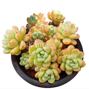 50 Rare Mixed Succulent seeds - Seed World