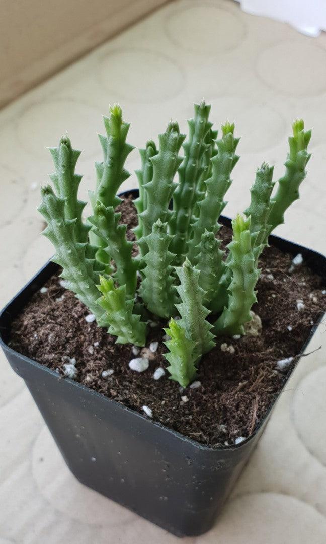 50 Rare Mixed Succulent seeds - Seed World