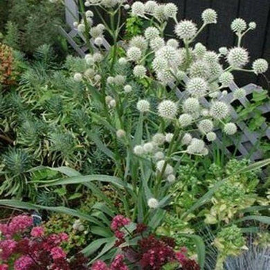 50 Rattlesnake Master - Eryngium Seeds - Seed World