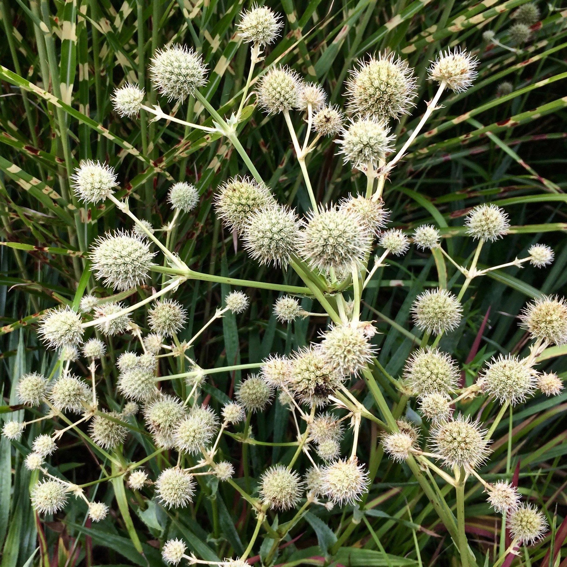 50 Rattlesnake Master - Eryngium Seeds - Seed World