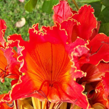 50 Red African Tulip Tree Seeds - Seed World