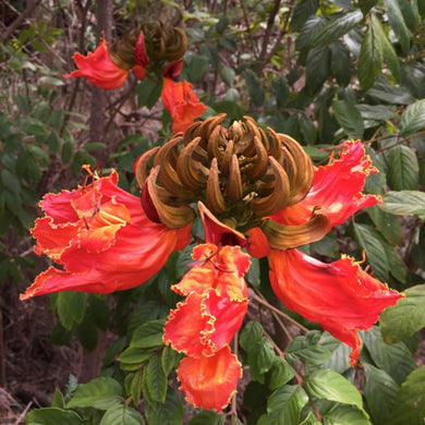 50 Red African Tulip Tree Seeds - Seed World