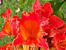 50 Red African Tulip Tree Seeds - Seed World