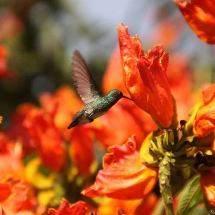 50 Red African Tulip Tree Seeds - Seed World
