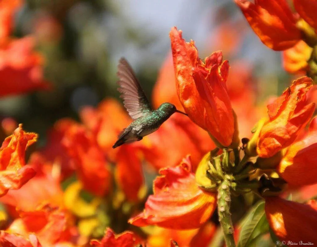 50 Red African Tulip Tree Seeds - Seed World