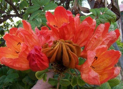 50 Red African Tulip Tree Seeds - Seed World