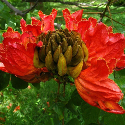 50 Red African Tulip Tree Seeds - Seed World