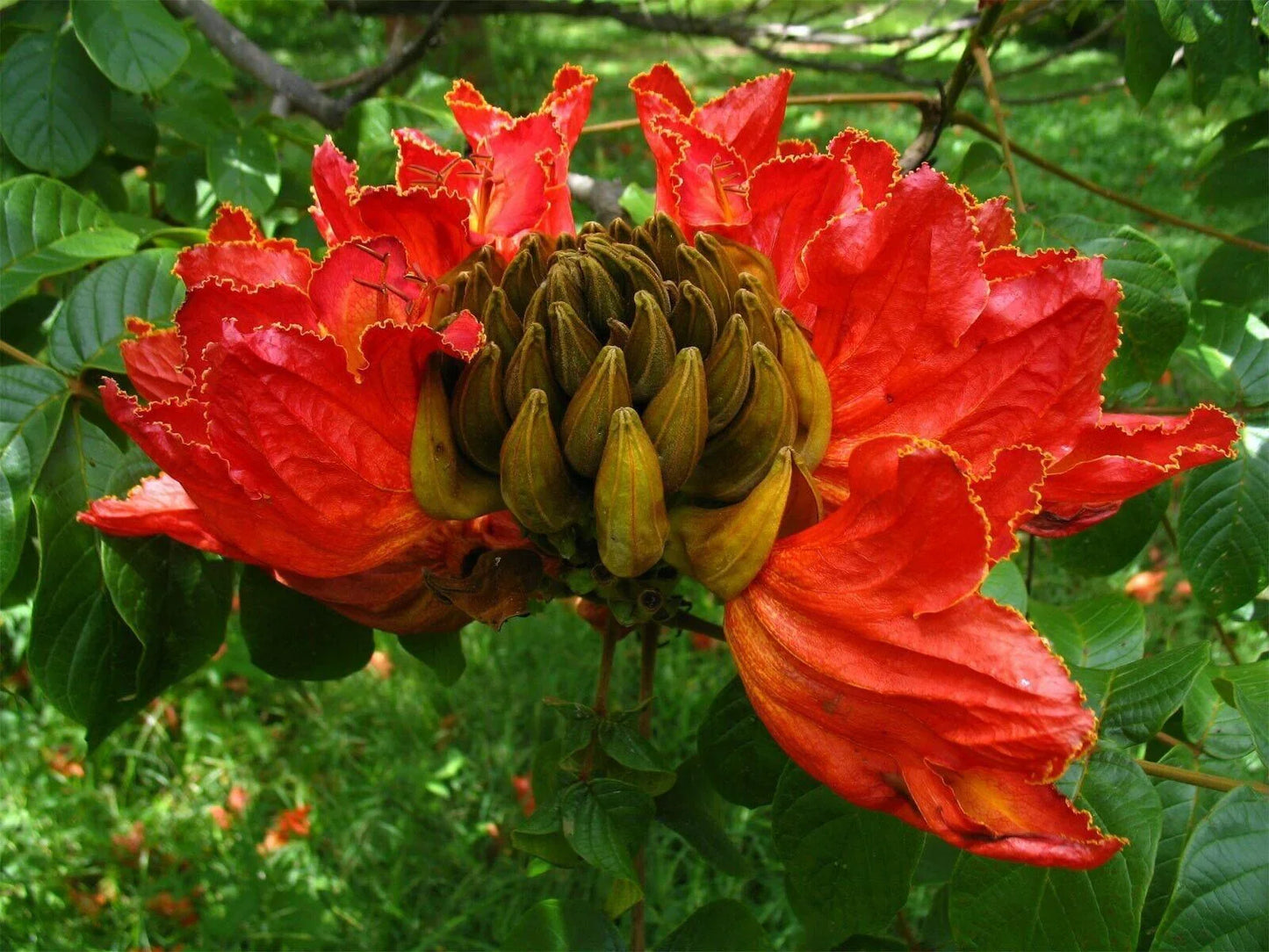 50 Red African Tulip Tree Seeds - Seed World