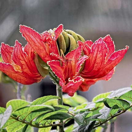 50 Red African Tulip Tree Seeds - Seed World