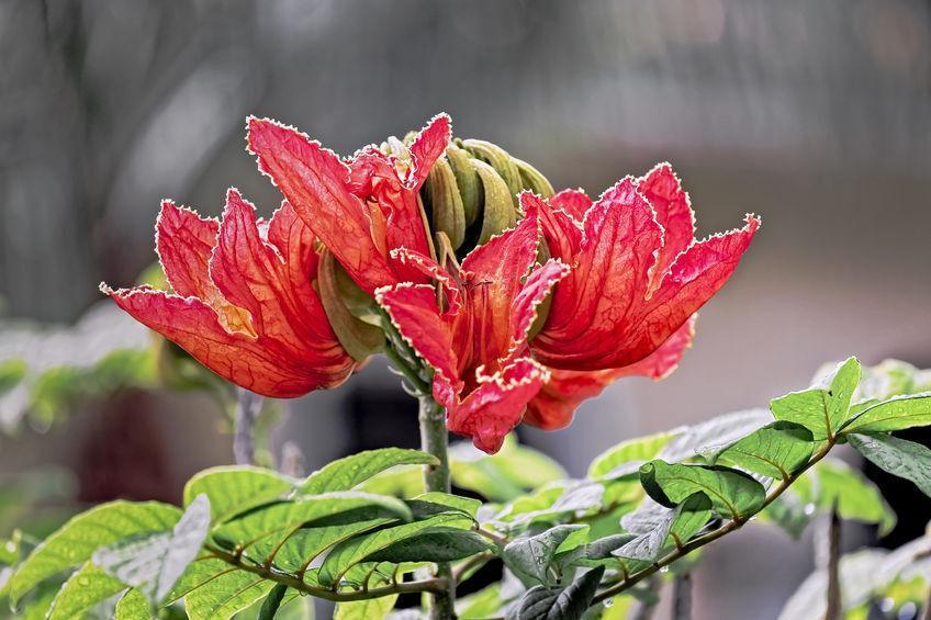 50 Red African Tulip Tree Seeds - Seed World