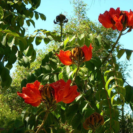 50 Red African Tulip Tree Seeds - Seed World