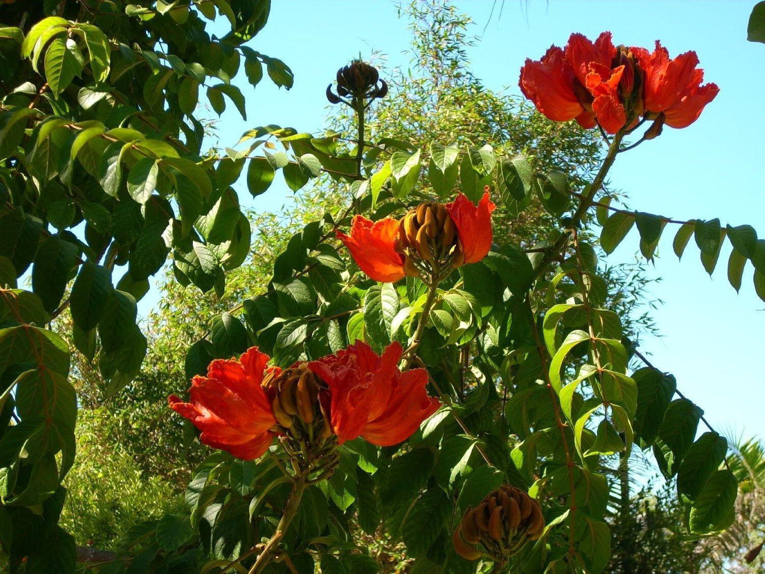 50 Red African Tulip Tree Seeds - Seed World