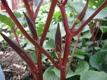 50 Red Burgundy Okra Seeds - Seed World