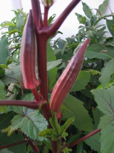 50 Red Burgundy Okra Seeds - Seed World