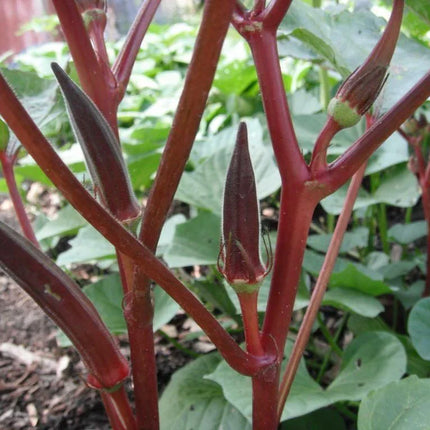 50 Red Burgundy Okra Seeds - Seed World