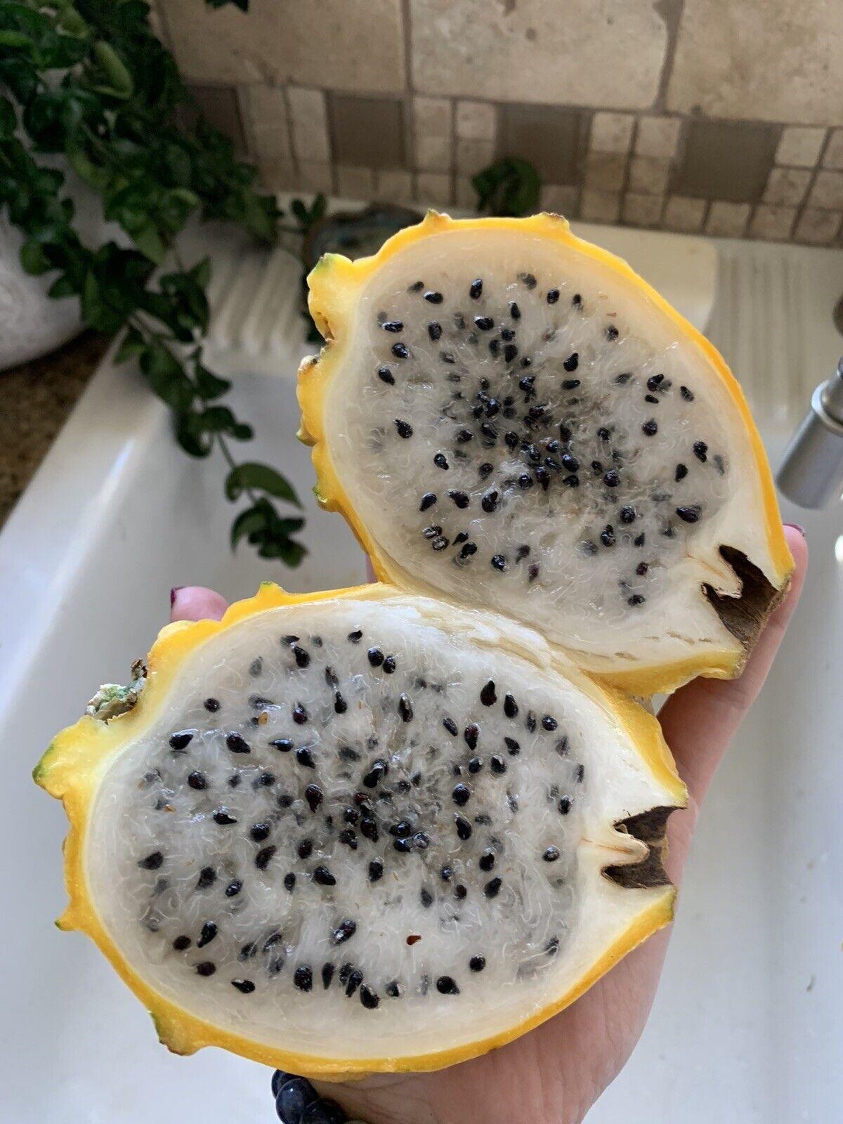 50 Dragon Fruit Seeds - (Hylocereus Undatus Cactus) - Seed World