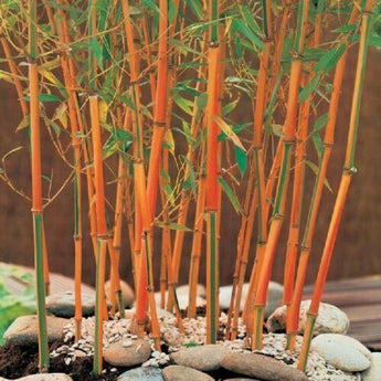 50 Red Fountain Bamboo Seeds - Seed World