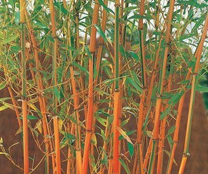 50 Red Fountain Bamboo Seeds - Seed World