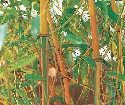 50 Red Fountain Bamboo Seeds - Seed World