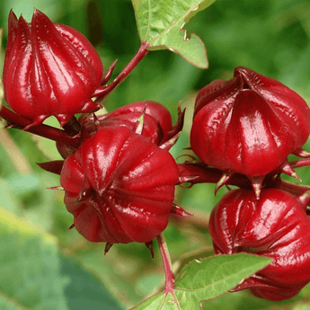50 Red Hibiscus Roselle Seeds - Seed World