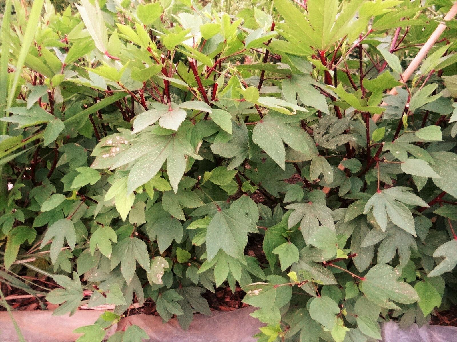 50 Red Hibiscus Roselle Seeds - Seed World
