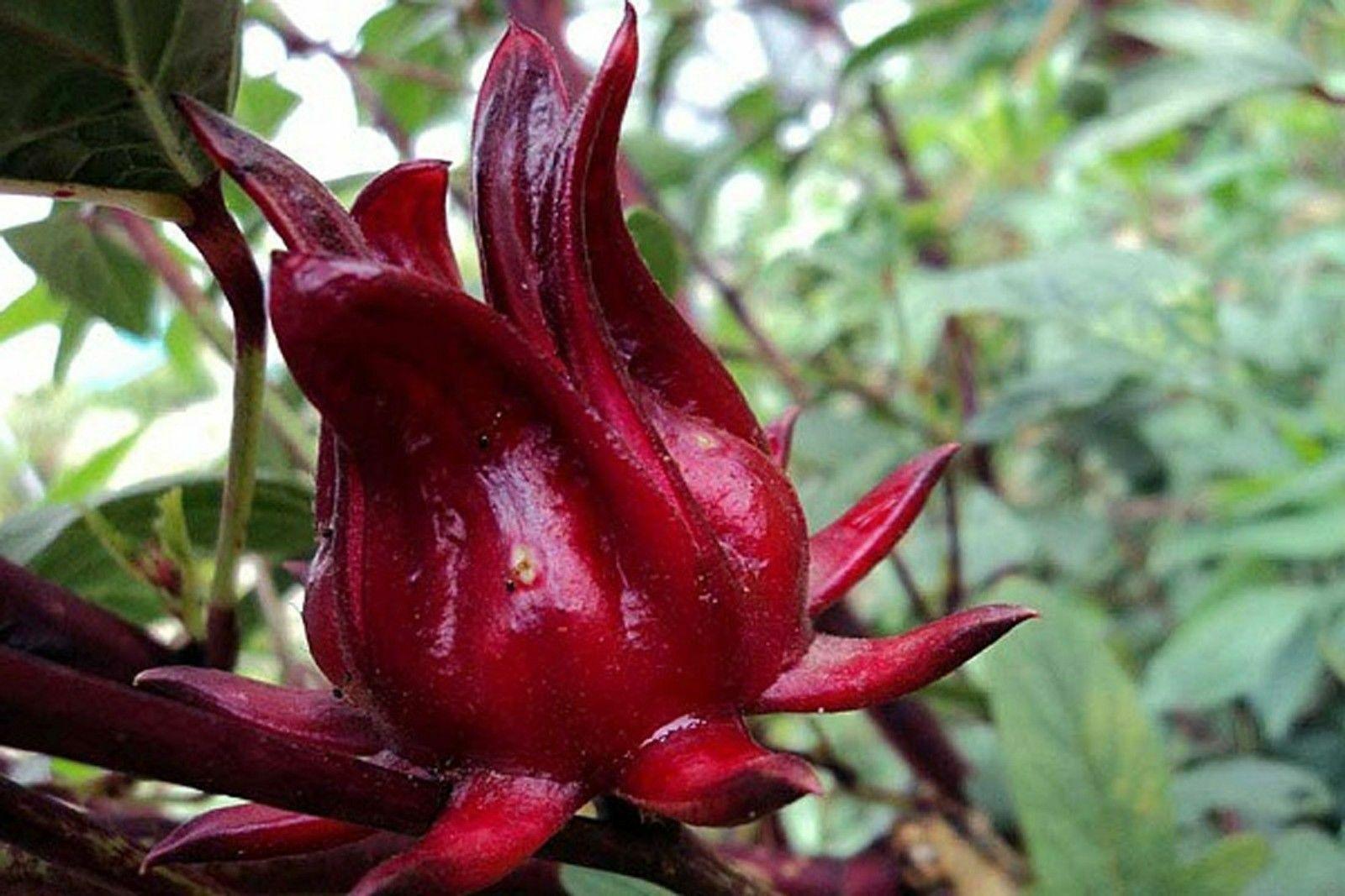 50 Red Hibiscus Roselle Seeds - Seed World