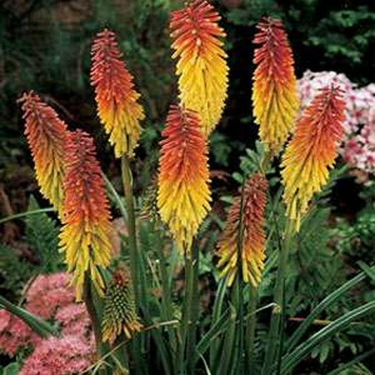 50 Red Hot Poker- Kniphofia Uvaria Seeds - Seed World