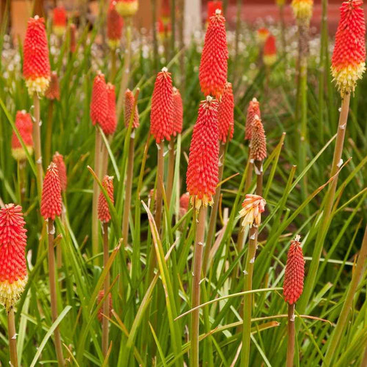 50 Red Hot Poker- Kniphofia Uvaria Seeds - Seed World