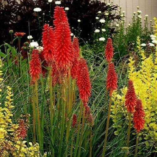 50 Red Hot Poker- Kniphofia Uvaria Seeds - Seed World