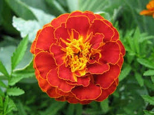 50 Red Marigold Seeds - Seed World