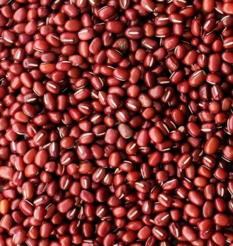 50 Red Mung Beans Seeds - Seed World