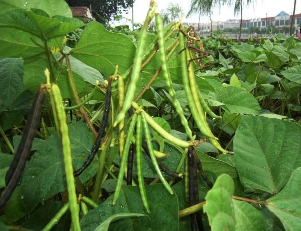 50 Red Mung Beans Seeds - Seed World