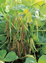 50 Red Mung Beans Seeds - Seed World