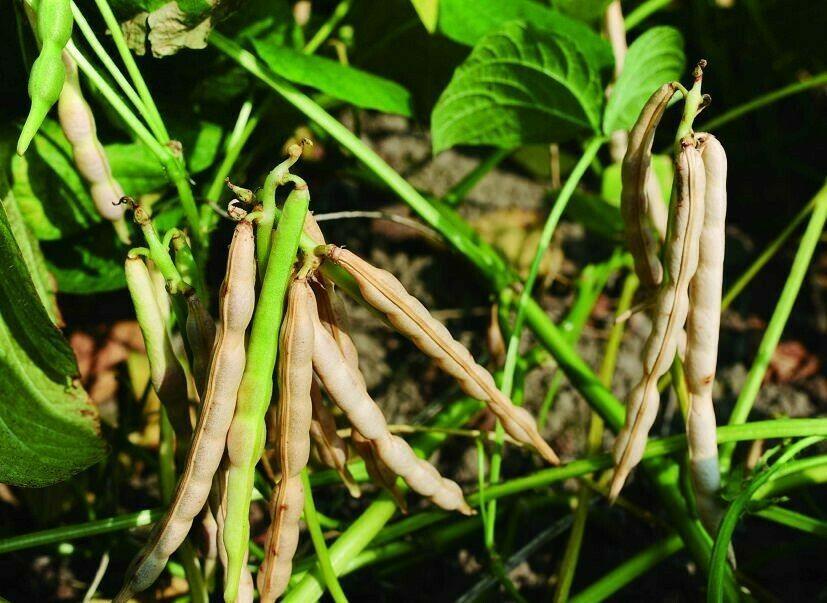50 Red Mung Beans Seeds - Seed World