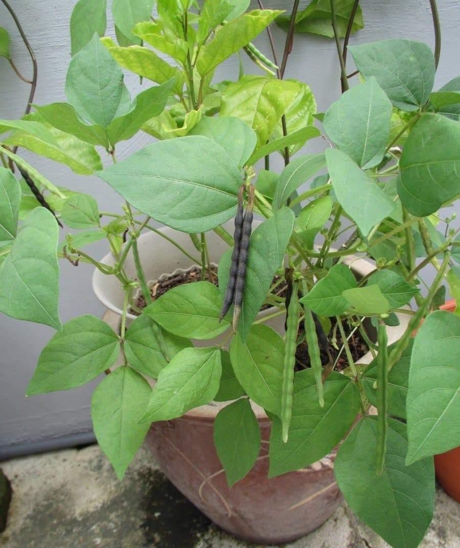 50 Red Mung Beans Seeds - Seed World