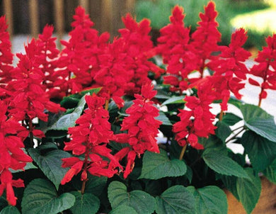 50 Red Salvia Seeds - Seed World