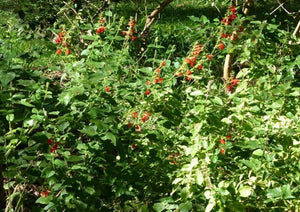 50 Red Salvia Seeds - Seed World