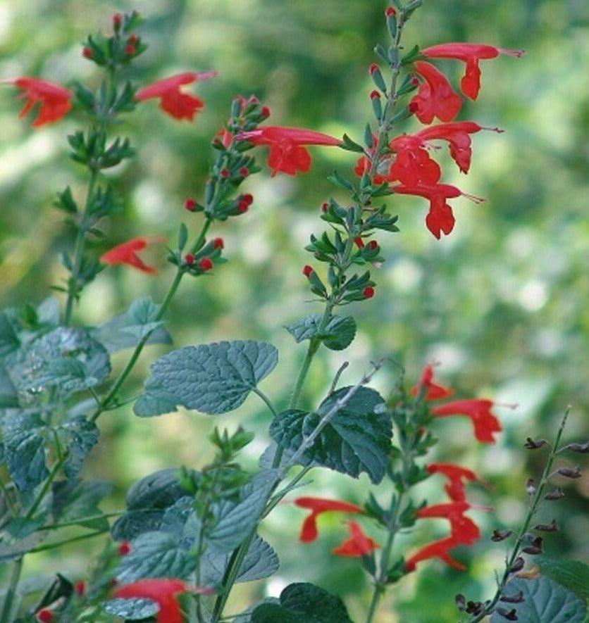 50 Red Salvia Seeds - Seed World