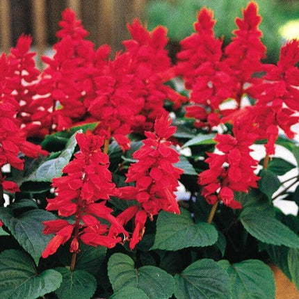 50 Red Salvia Seeds - Seed World