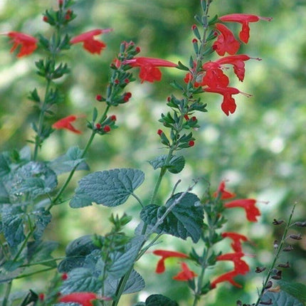 50 Red Salvia Seeds - Seed World
