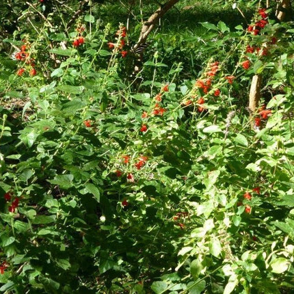 50 Red Salvia Seeds - Seed World
