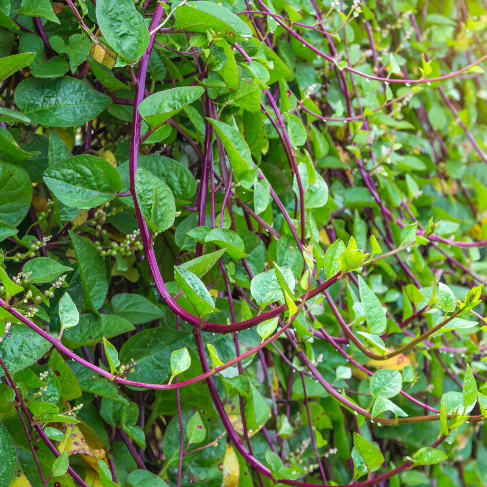 50 Red Stem Malabar Spinach Seeds - Seed World