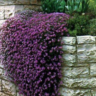 50 Rock Cress - Aubrieta - Cascade Purple Seeds - Seed World