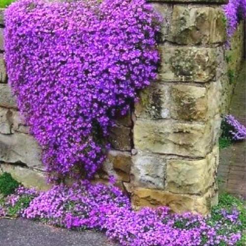 50 Rock Cress - Aubrieta - Cascade Purple Seeds - Seed World