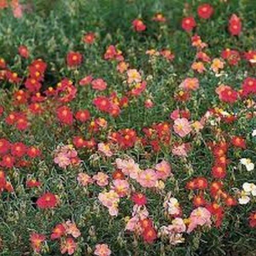 50 Rock Rose (Helianthemum Mutabile) Mix Seeds - Seed World
